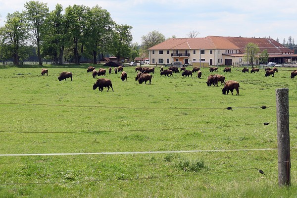 Bizoní farma